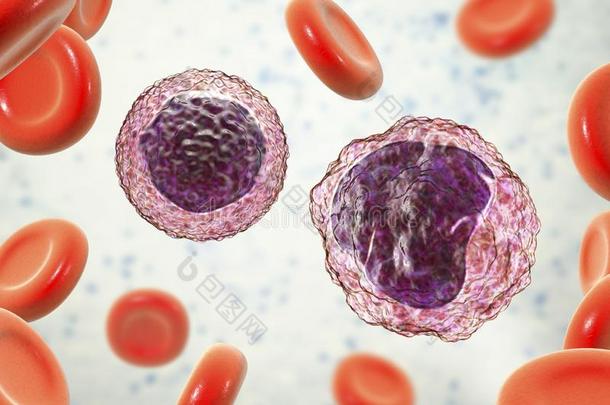 淋巴球和<strong>单核细胞</strong>被环绕着的在旁边红色的血<strong>细胞</strong>