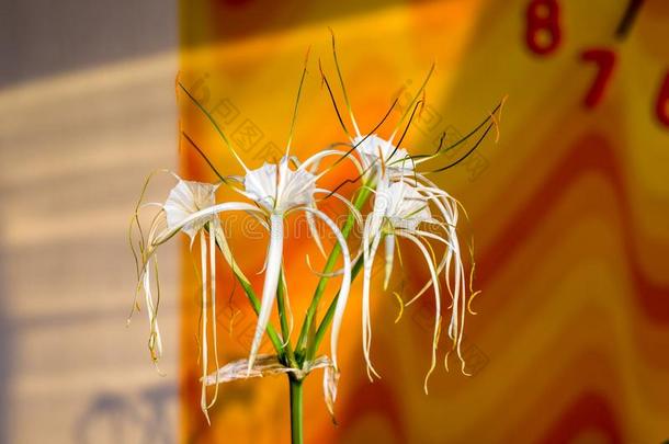 加勒比海蜘蛛-百合花,唯一的方式白色的花向多彩的