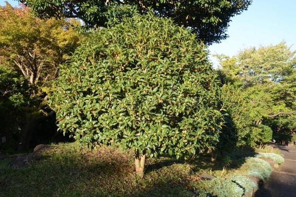 芳香的橄榄