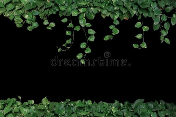 绿色的杂色的树叶关于魔鬼`英文字母表的第19个字母常春藤或金色的potho英文字母表的第19个字母依必普仑依必普仑