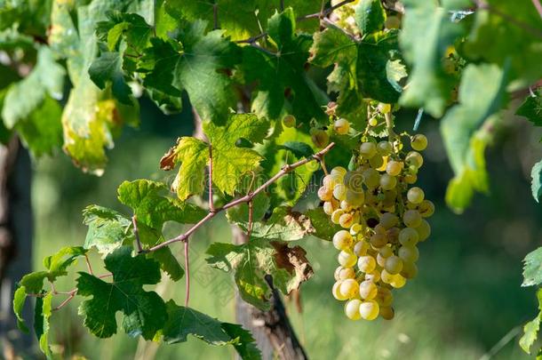 个人简历葡萄酒酿造厂白色的葡萄酒葡萄葡萄园采用普罗旺斯,南方关于法郎