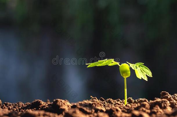 年幼的植物<strong>生长</strong>的从<strong>种子</strong>步在上面采用自然和指已提到的人塔哈斯的