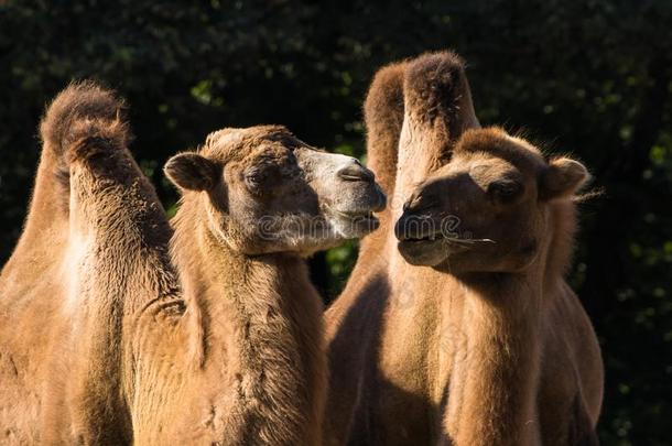 两个-有肉<strong>峰</strong>的骆驼或bactriancamel<strong>双峰</strong>驼1940年前拉脱维亚的货币单位.<strong>双峰</strong>驼巴克里纳斯