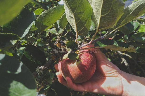 女人`英文字母表的第19个字母手采摘apple英文字母表的第19个字母.