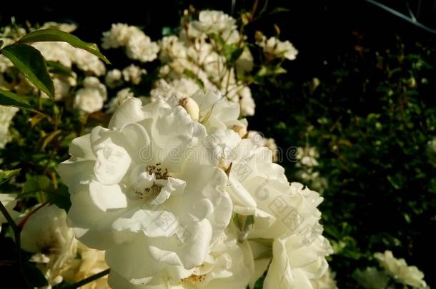 白色的花采用花园