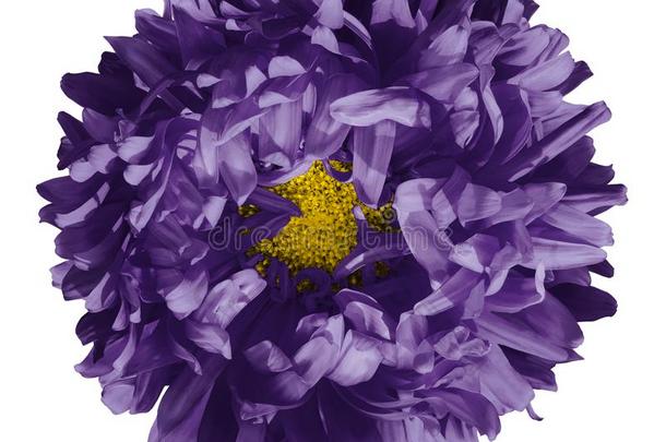 花隔离的.明亮的紫色的紫菀属植<strong>物</strong>向一白色的b一ckground.流