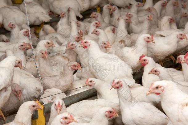 白色的鸡在指已提到的人家禽农场