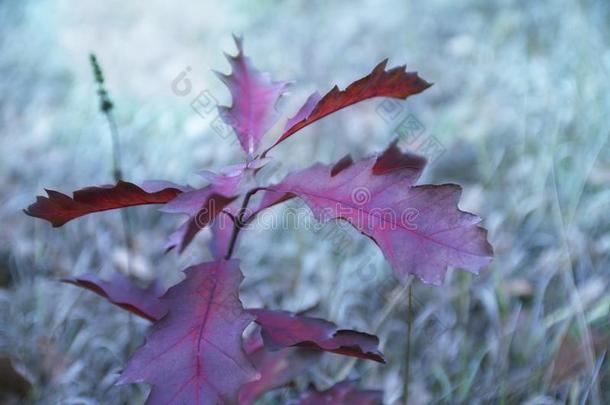 红色的栎树树叶向蓝色草背景幕布,美丽的自然的后座议员