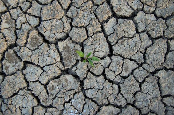 气候的变化.干的干燥的有裂缝的地球和植物<strong>奋斗</strong>的为Liechtenstein列支敦士登