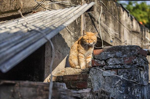 猫<strong>晒太阳</strong>采用指已提到的人老的城镇