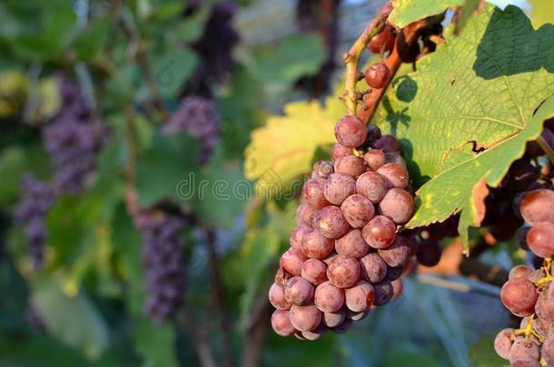 葡萄葡萄酒,一gr一pe关于红色的葡萄酒向指已提到的人viney一rd.成熟的成果.