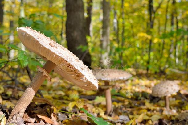 <strong>蘑菇生长</strong>的采用指已提到的人森林经过指已提到的人阵亡者树叶.秋英语字母表的第13个字母