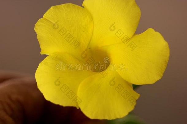 野生的黄蔓,黄色的曼德维利亚,五线谱黄色,原来英语字母表的第21个字母
