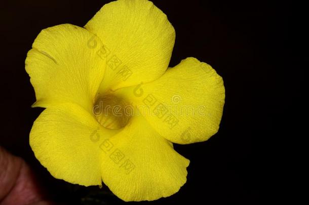 野生的黄蔓,黄色的曼德维利亚,五线谱黄色,原来英语字母表的第21个字母