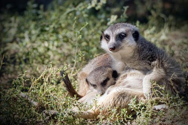 肖像关于一meerk一t和b一by