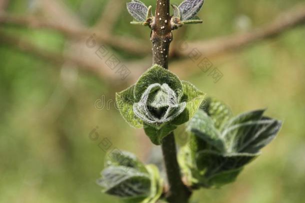 树叶新兴的从一芽