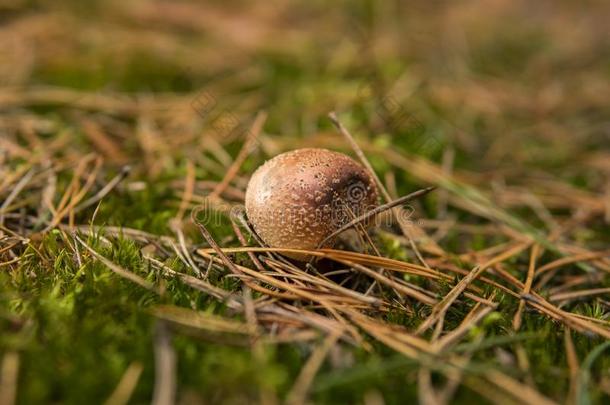 伞形毒菌有毒的<strong>蘑菇生长</strong>的向指已提到的人地面