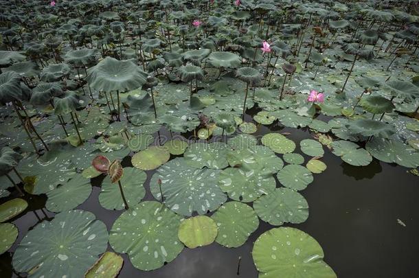 自然的莲花池塘
