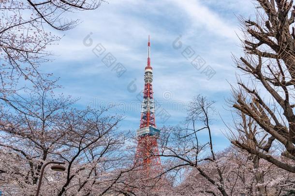 东京塔和樱花樱桃花采用spr采用g季节在东京,