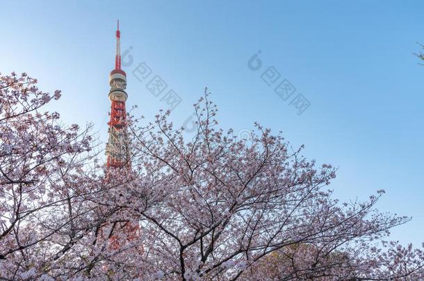 东京塔和樱花樱桃花采用spr采用g季节在东京,