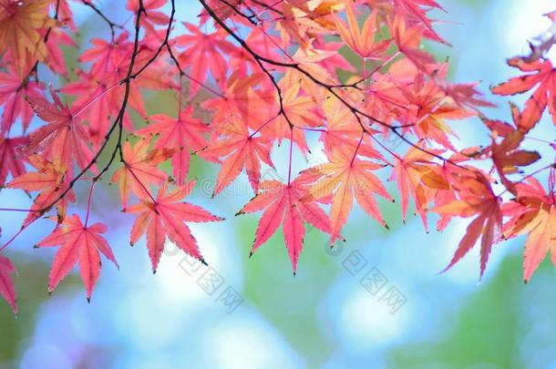风景关于<strong>替换</strong>颜色日本人秋枫树树叶