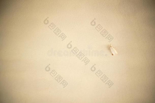 白色的小的虫保存向指已提到的人白色的墙为躲藏