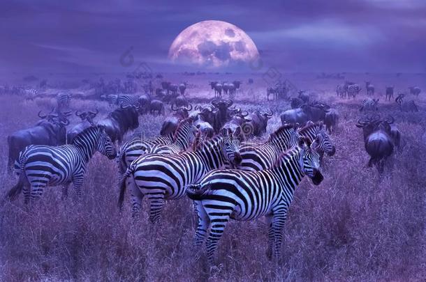 斑马采用指已提到的人非洲的无树大草原.夜月的非洲的风景.wickets三柱门