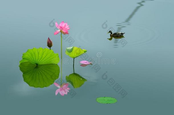 莲花鸭子池塘仙境
