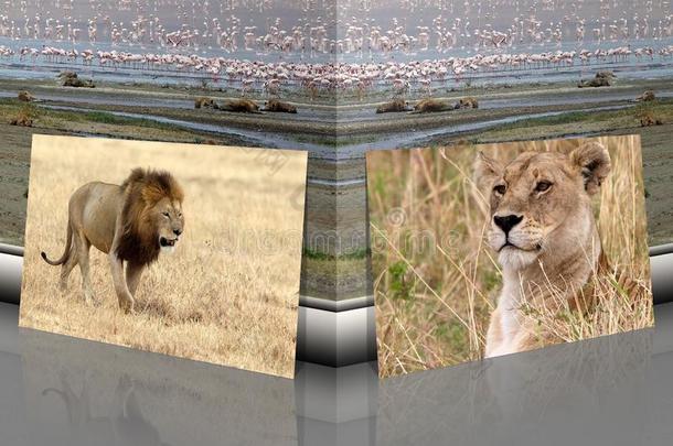 非洲的狮子和狮子ess豹属狮子和非洲的l和scape