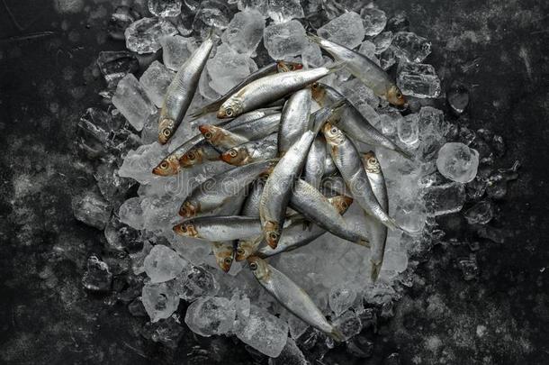 新鲜的生的鲱鱼属的小鱼,有机的鱼向冰