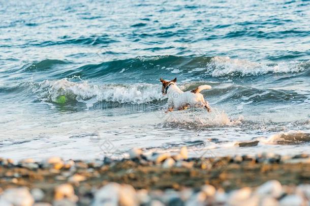 狗演奏和飞行的圆盘在海海滩在夏热的一天