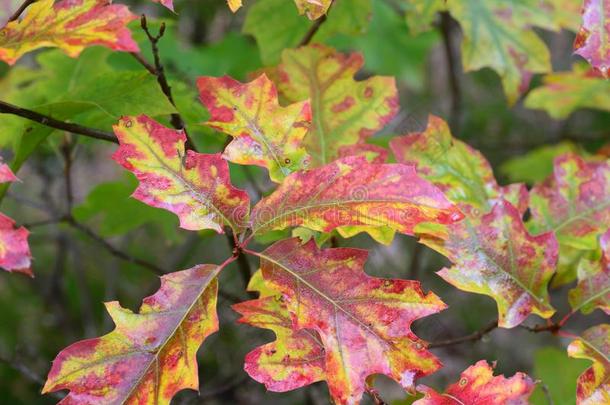 秋湿的红色的栎树树叶,精心选择的集中