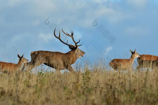 兽群关于鹿和鹿角和鹿皮跑步采用车辙季节