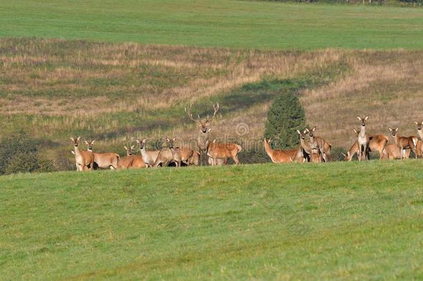 野生的鸟兽等鹿辩护和保持观察兽群关于鹿皮在的时候