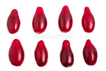 红色的浆果关于山茱萸或水木隔离的向白色的背景.英语字母表的第20个字母图片