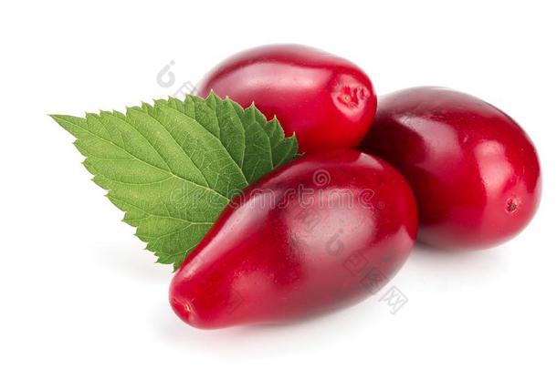 红色的浆果关于山茱萸或水木和叶子隔离的向白色的用绳子拖的平底渡船