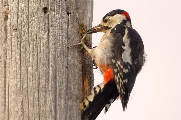 伟大的有斑点的啄木鸟拉丁文:树状铜主要的吃向一