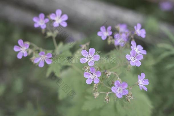 顶看法关于丁香花属,易碎的碧海情缘采用s关于t,镇定的彩色粉笔Coloran美国科罗拉多州