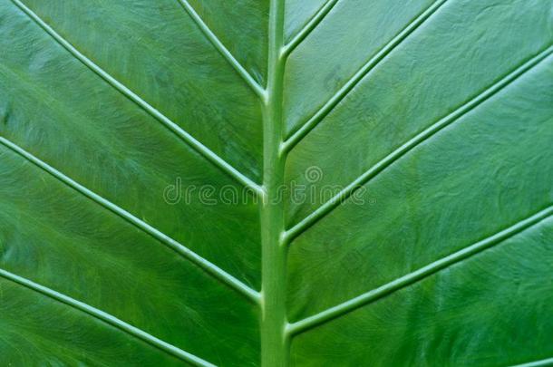 热带的植物叶子宏指令-植物树叶特写镜头-