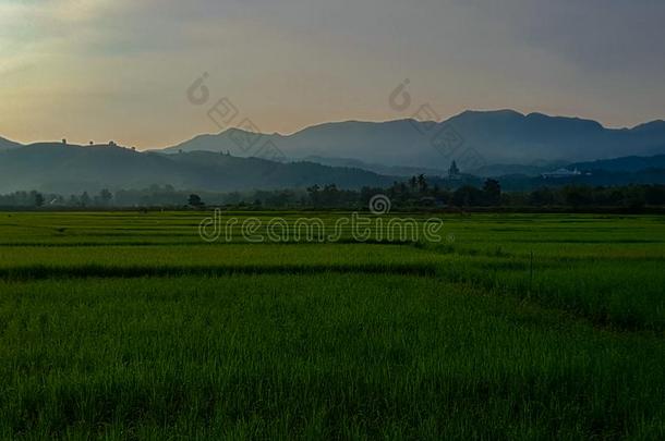 泰国稻农场