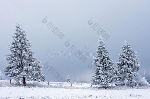 冬松树树,圣诞节观念
