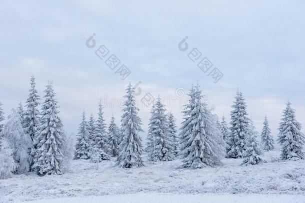 <strong>冬松</strong>树树,圣诞节观念