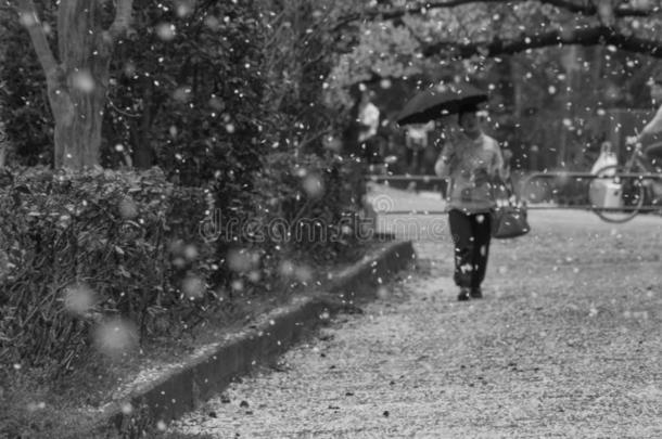 樱花下阵雨