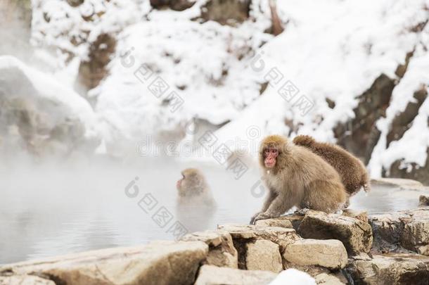 日本人猕猴或雪猴采用热的spr采用g