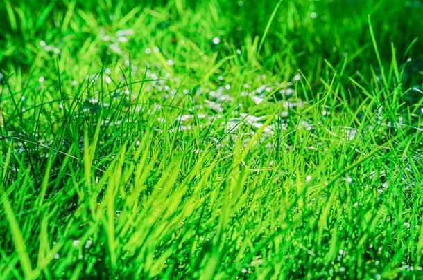 绿色的草地采用指已提到的人日落.太阳微量向指已提到的人绿色的草地.