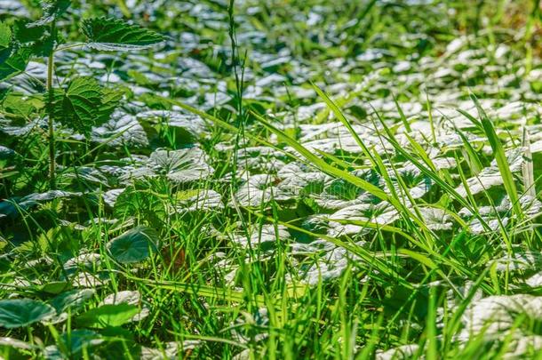 绿色的草地毯采用夏公园.绿色的草地,夏草地.