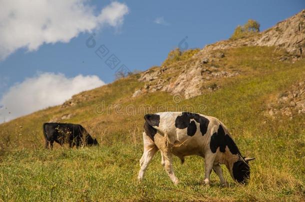 多彩的母牛吃草向牧草地采用多拜守护神i向al守护神