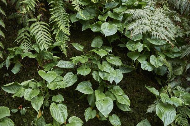 新鲜的植物的叶子关于玉簪属植物和羊齿植物植物