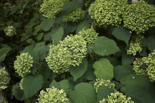 绿色的开花关在上面关于八仙花属阿博雷斯肯斯