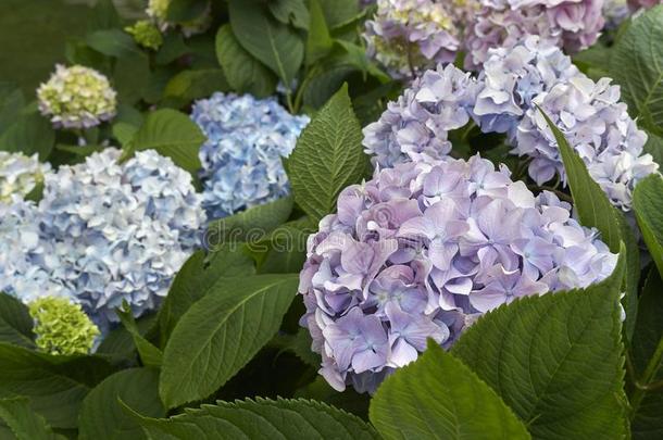 粉红色的和蓝色花关于八仙花属